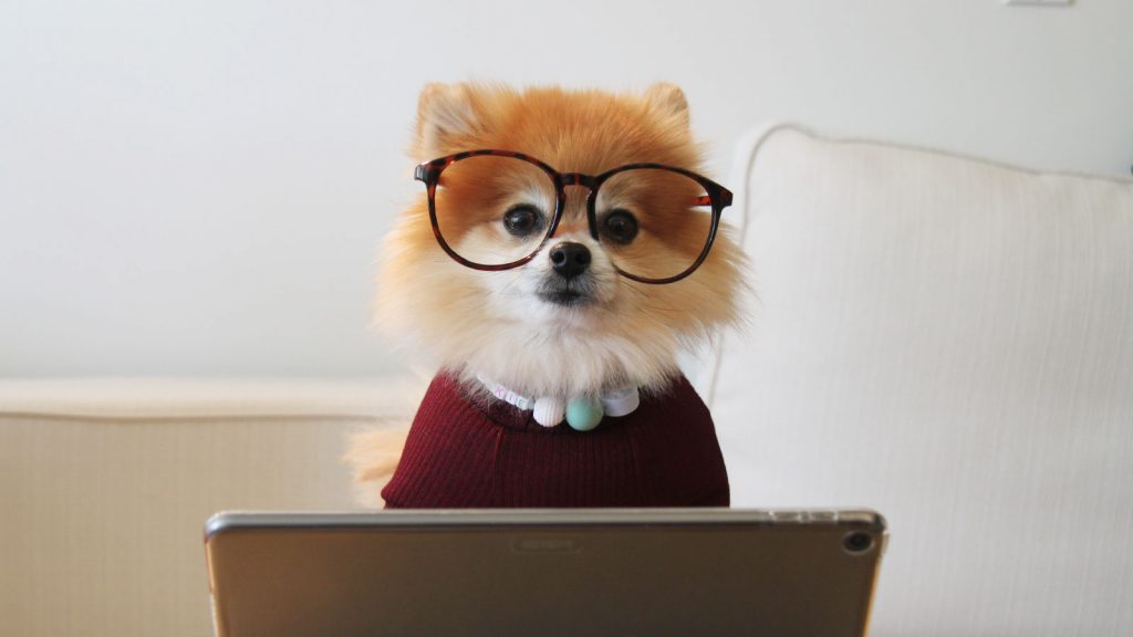 Online therapy Thought Piece. A photo of a dog wearing glasses sat behind a laptop