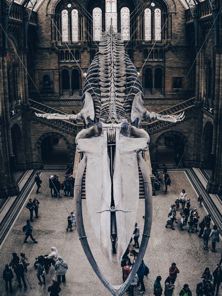 A photo of a large whale skeleton in a museum